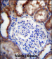 LINGO4 Antibody (C-term)